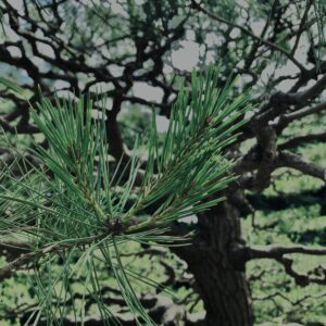 松,植物,自然,風景,マイナスイオン,緑,木々,