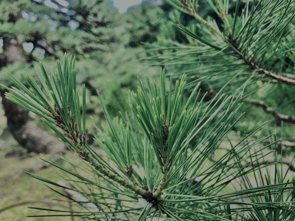 松,植物,自然,風景,マイナスイオン,緑,木々,