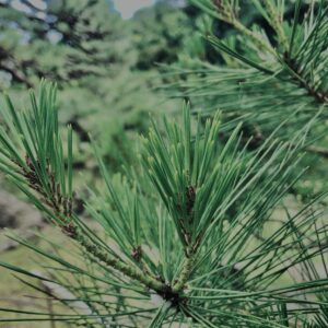 松,植物,自然,風景,マイナスイオン,緑,木々,