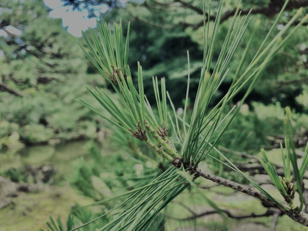 松,植物,自然,風景,マイナスイオン,緑,木々,