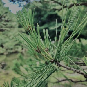 松,植物,自然,風景,マイナスイオン,緑,木々,