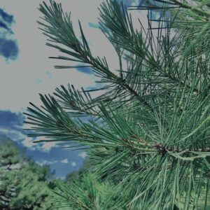 松,植物,自然,風景,マイナスイオン,緑,木々,