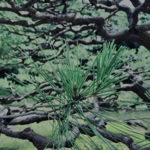 松,植物,自然,風景,マイナスイオン,緑,木々,
