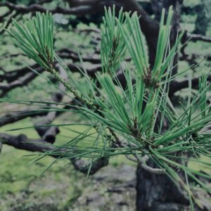 松,植物,自然,風景,マイナスイオン,緑,木々,