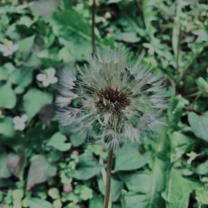 たんぽぽ,植物,自然,風景,マイナスイオン,緑,木々,