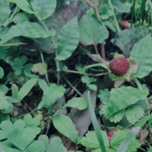 ヘビイチゴ,植物,自然,風景,マイナスイオン,緑,木々,