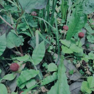 ヘビイチゴ,植物,自然,風景,マイナスイオン,緑,木々,