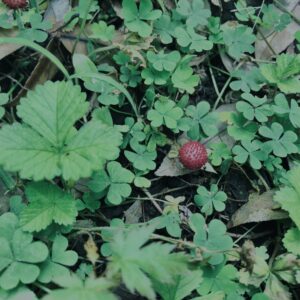 ヘビイチゴ,植物,自然,風景,マイナスイオン,緑,木々,