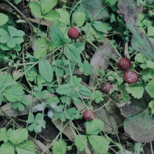 ヘビイチゴ,植物,自然,風景,マイナスイオン,緑,木々,