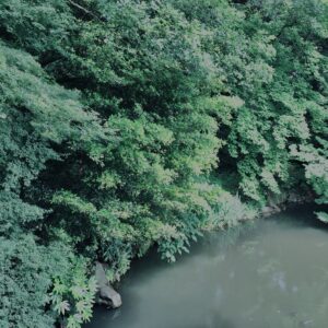 植物,自然,風景,マイナスイオン,緑,木々,