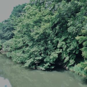 植物,自然,風景,マイナスイオン,緑,木々,