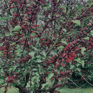 アメリカデイゴ,植物,自然,風景,マイナスイオン,緑,木々,