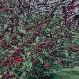 アメリカデイゴ,植物,自然,風景,マイナスイオン,緑,木々,