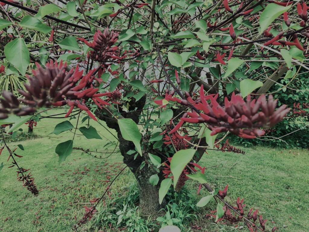 アメリカデイゴ,植物,自然,風景,マイナスイオン,緑,木々,