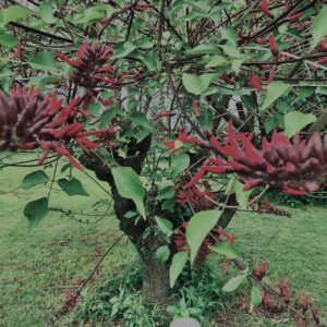 アメリカデイゴ,植物,自然,風景,マイナスイオン,緑,木々,