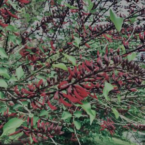 アメリカデイゴ,植物,自然,風景,マイナスイオン,緑,木々,