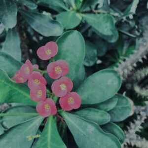 ハナキリン,花麒麟,植物,自然,風景,マイナスイオン,緑,木々,