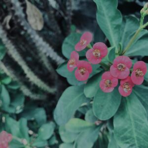 ハナキリン,花麒麟,植物,自然,風景,マイナスイオン,緑,木々,