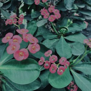 ハナキリン,花麒麟,植物,自然,風景,マイナスイオン,緑,木々,