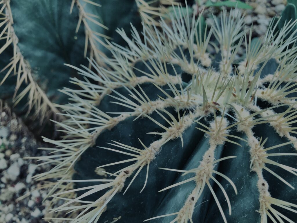 さぼてん,多肉植物,植物,自然,風景,マイナスイオン,緑,木々,砂漠,テクスチャ,