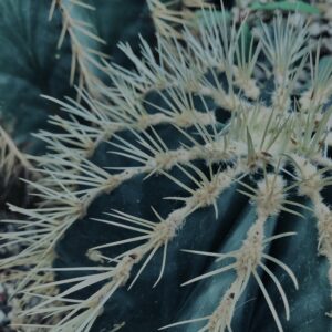 さぼてん,多肉植物,植物,自然,風景,マイナスイオン,緑,木々,砂漠,テクスチャ,