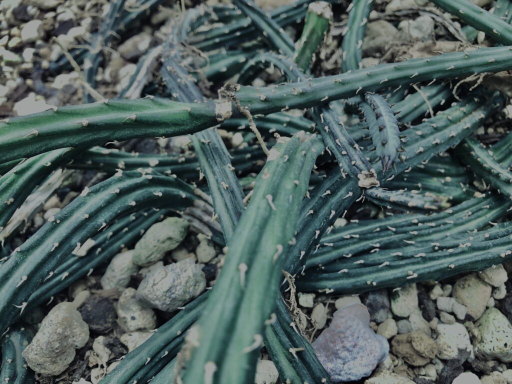 さぼてん,多肉植物,植物,自然,風景,マイナスイオン,緑,木々,砂漠,テクスチャ,