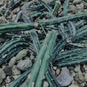 さぼてん,多肉植物,植物,自然,風景,マイナスイオン,緑,木々,砂漠,テクスチャ,