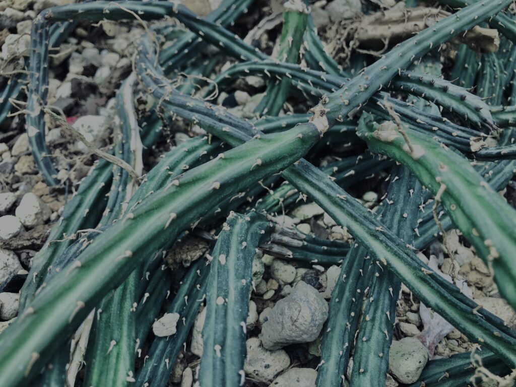 さぼてん,多肉植物,植物,自然,風景,マイナスイオン,緑,木々,砂漠,テクスチャ,