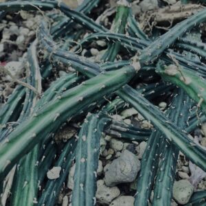 さぼてん,多肉植物,植物,自然,風景,マイナスイオン,緑,木々,砂漠,テクスチャ,
