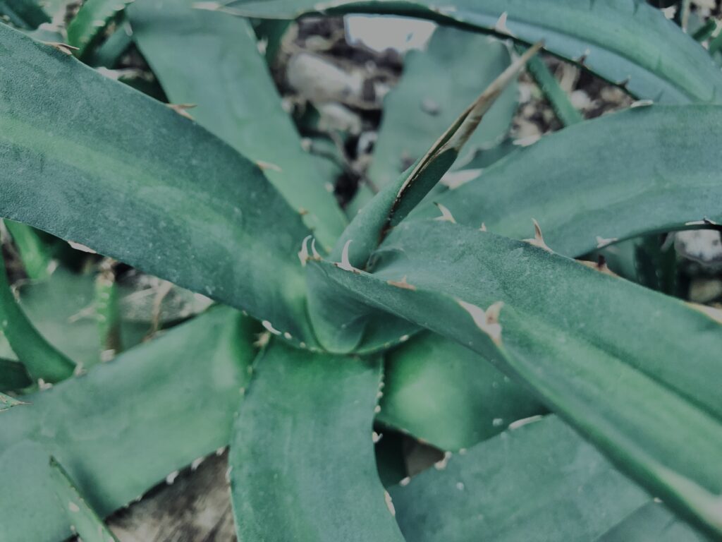 さぼてん,多肉植物,植物,自然,風景,マイナスイオン,緑,木々,砂漠,テクスチャ,