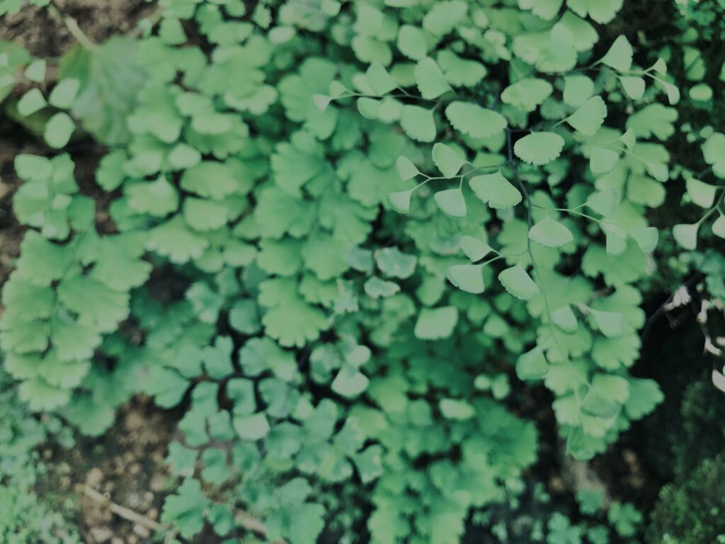 植物,自然,風景,マイナスイオン,緑,観葉植物,草,テクスチャ,