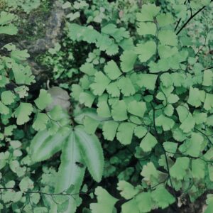 植物,自然,風景,マイナスイオン,緑,観葉植物,草,テクスチャ,