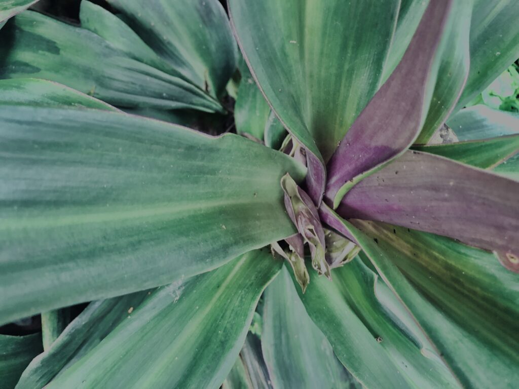 植物,自然,風景,マイナスイオン,緑,観葉植物,草,テクスチャ,