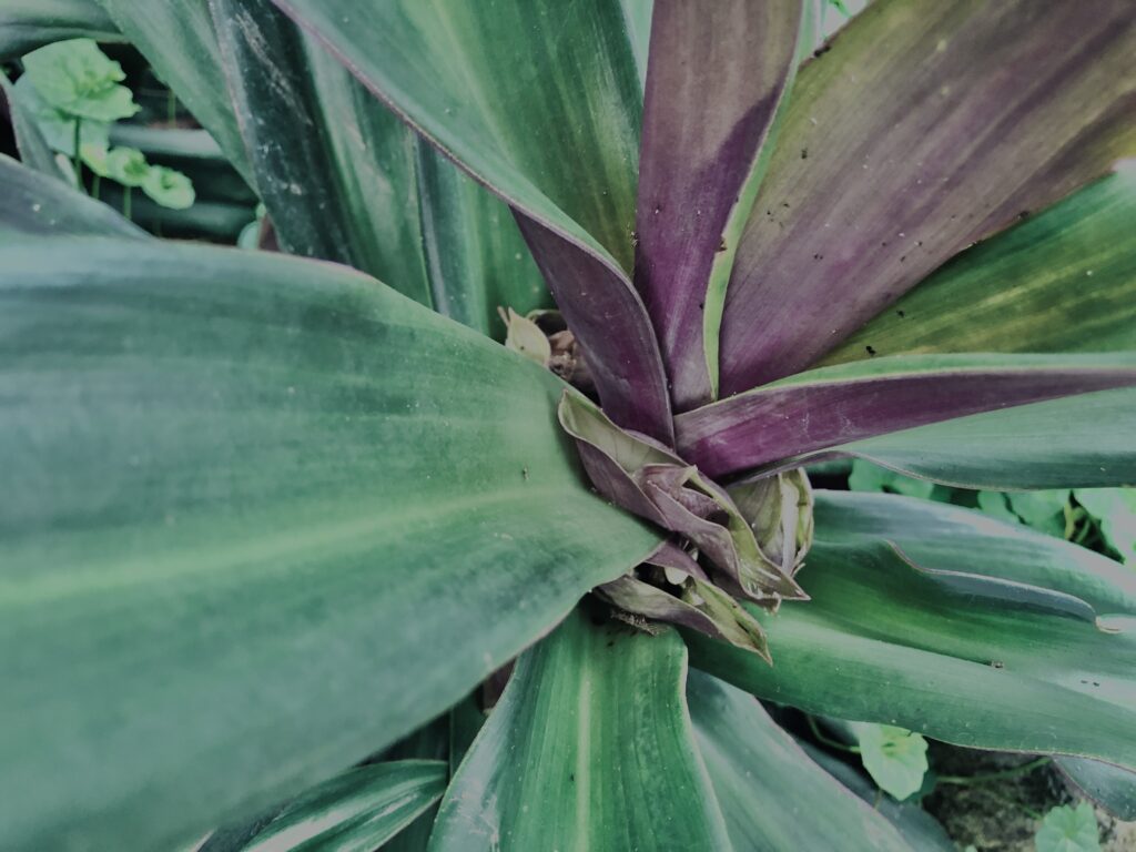植物,自然,風景,マイナスイオン,緑,観葉植物,草,テクスチャ,