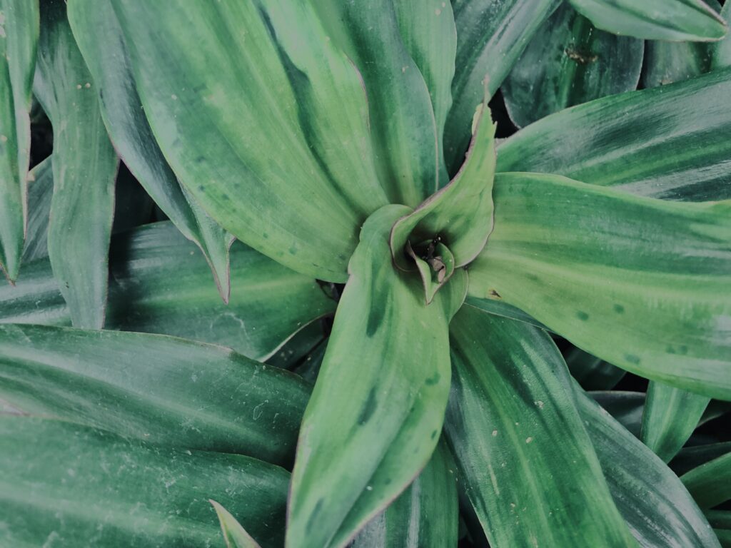 植物,自然,風景,マイナスイオン,緑,観葉植物,草,テクスチャ,