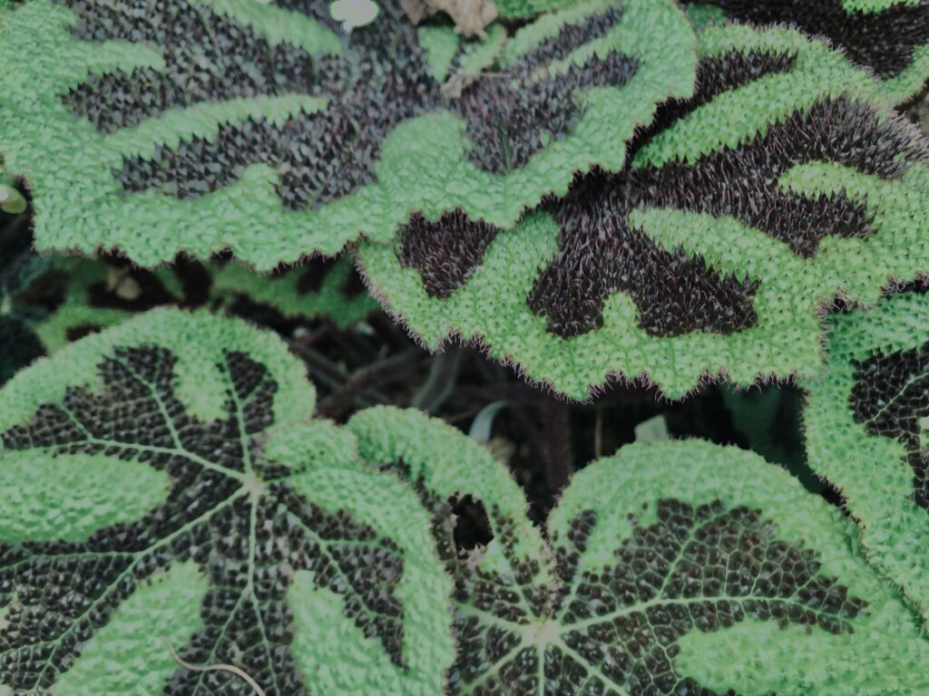 植物,自然,風景,マイナスイオン,緑,観葉植物,草,テクスチャ,
