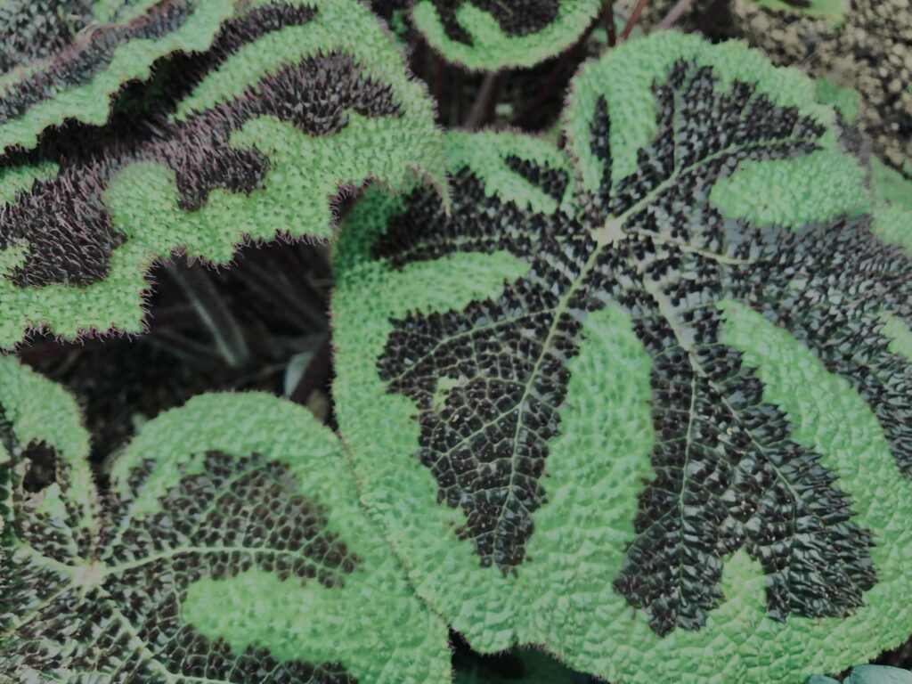 植物,自然,風景,マイナスイオン,緑,観葉植物,草,テクスチャ,