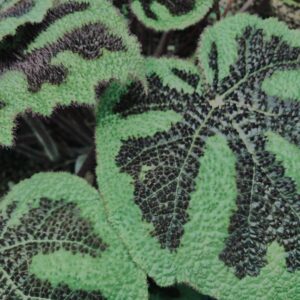 植物,自然,風景,マイナスイオン,緑,観葉植物,草,テクスチャ,