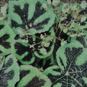 植物,自然,風景,マイナスイオン,緑,観葉植物,草,テクスチャ,