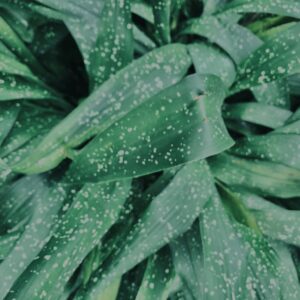 植物,自然,風景,マイナスイオン,緑,観葉植物,草,テクスチャ,