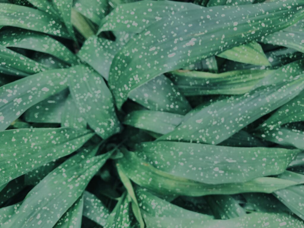 植物,自然,風景,マイナスイオン,緑,観葉植物,草,テクスチャ,