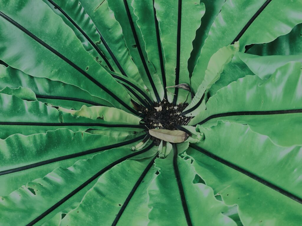 植物,自然,風景,マイナスイオン,緑,観葉植物,草,テクスチャ,
