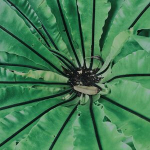 植物,自然,風景,マイナスイオン,緑,観葉植物,草,テクスチャ,