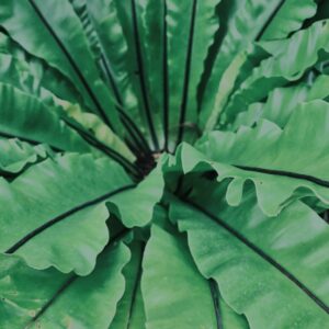 植物,自然,風景,マイナスイオン,緑,観葉植物,草,テクスチャ,