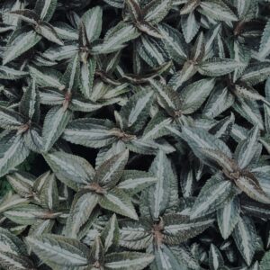 植物,自然,風景,マイナスイオン,緑,観葉植物,草,テクスチャ,