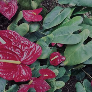 アンスリウム・アンドレアナム,植物,自然,風景,マイナスイオン,緑,観葉植物,草,テクスチャ,