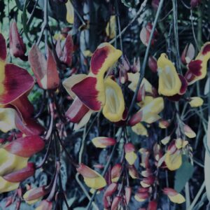 ツンベルギア マイソレンシス,植物,自然,風景,マイナスイオン,緑,観葉植物,草,テクスチャ,