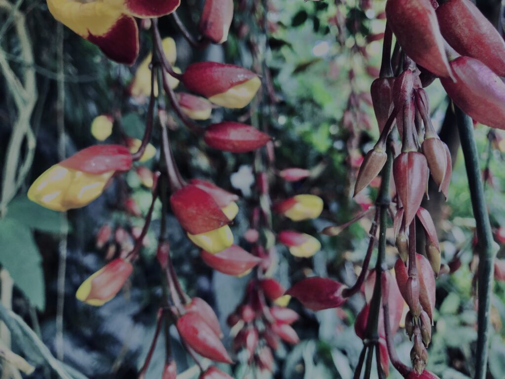ツンベルギア マイソレンシス,植物,自然,風景,マイナスイオン,緑,観葉植物,草,テクスチャ,