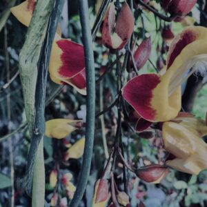 ツンベルギア マイソレンシス,植物,自然,風景,マイナスイオン,緑,観葉植物,草,テクスチャ,