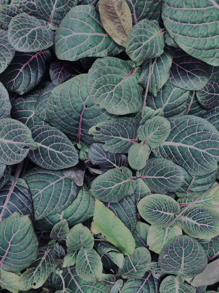 植物,自然,風景,マイナスイオン,緑,観葉植物,草,テクスチャ,